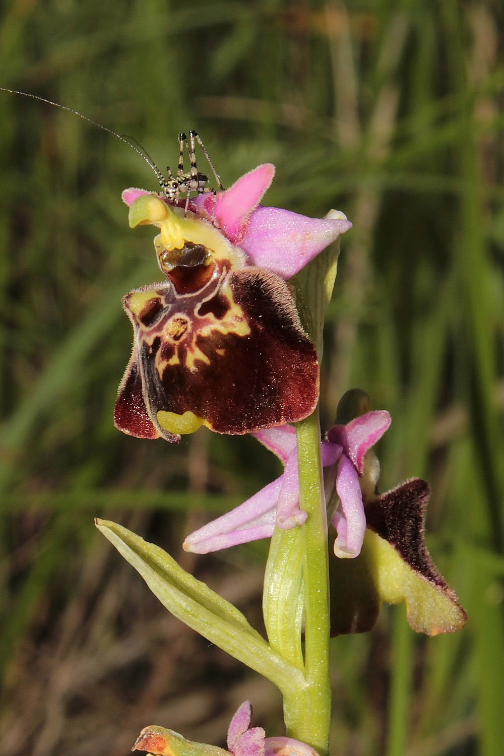 Orchidee Basso PiemonteEntroterra Liguria